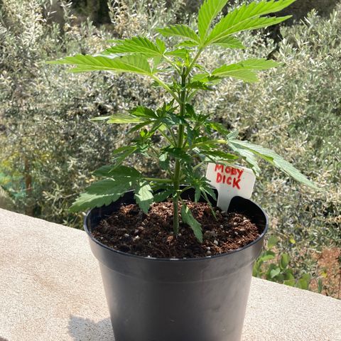 Moby Dick growlog timeline photo