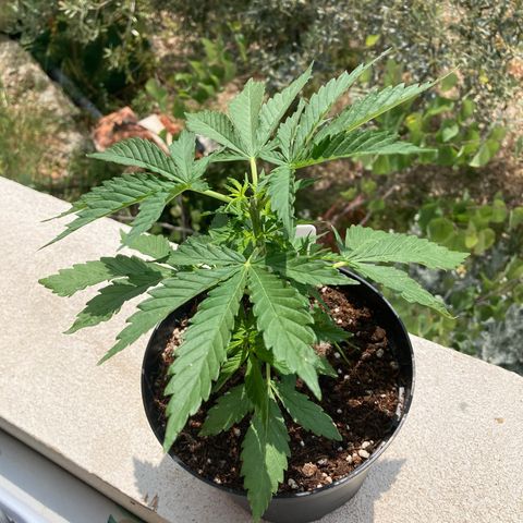 Moby Dick growlog timeline photo