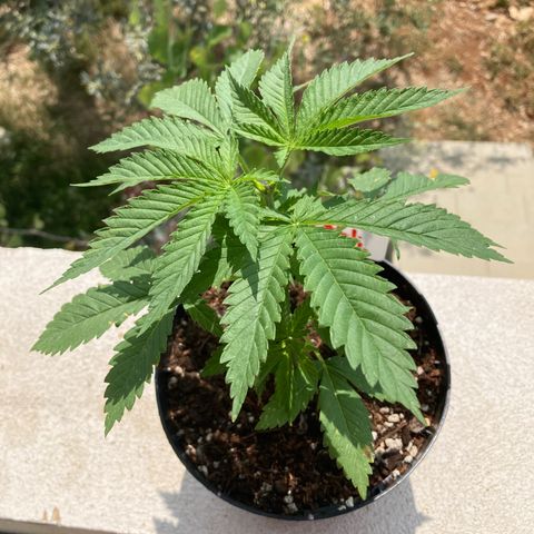 Mr. California Pearl growlog timeline photo