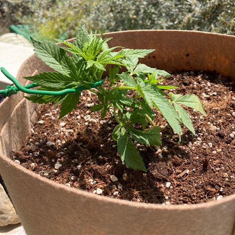 Girl Scout Cookies Auto growlog timeline photo
