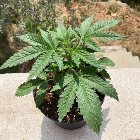 Critical x Somango growlog timeline photo