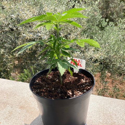 Mr. California Pearl growlog timeline photo