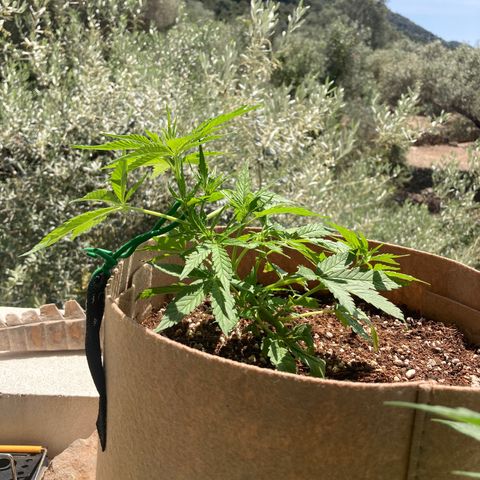 Girl Scout Cookies Auto growlog timeline photo