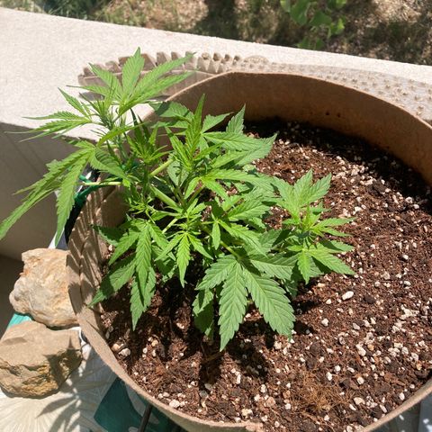 Girl Scout Cookies Auto growlog timeline photo