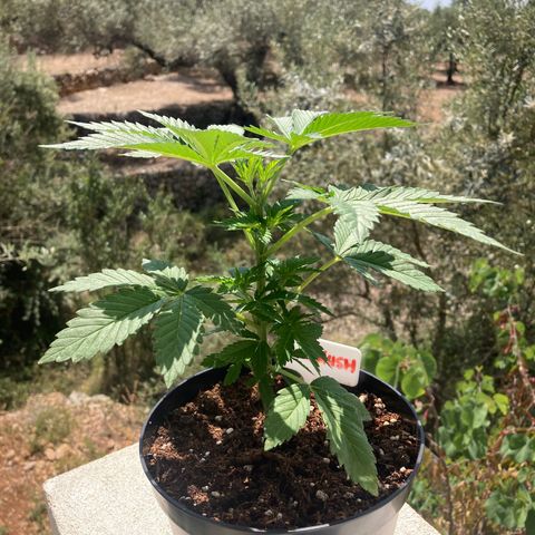 OG Kush growlog timeline photo