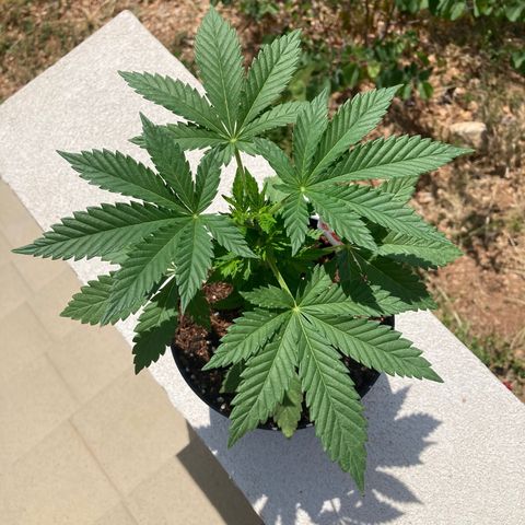 OG Kush growlog timeline photo