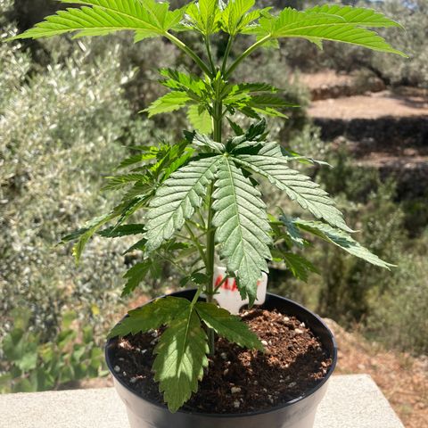 Galaxy growlog timeline photo