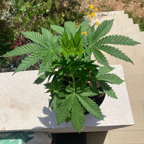 Galaxy growlog timeline photo