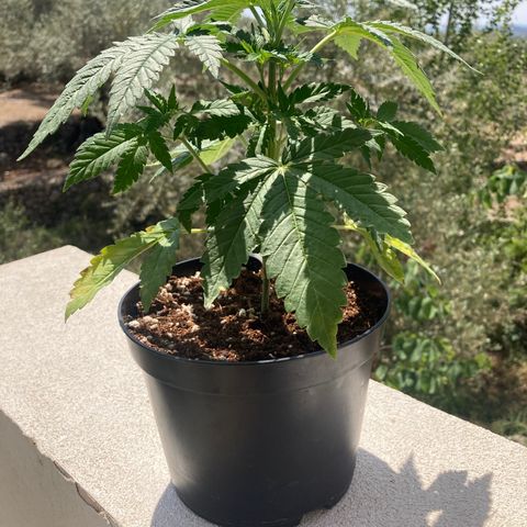Critical x Somango growlog timeline photo