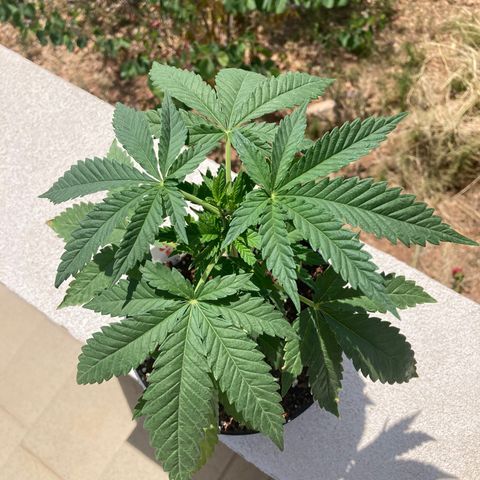 Critical x Somango growlog timeline photo