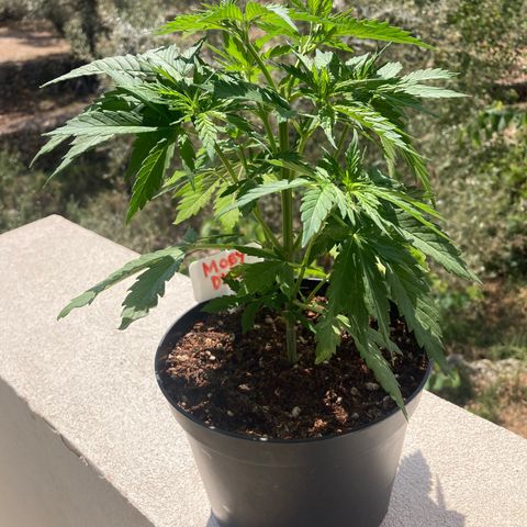 Moby Dick growlog timeline photo