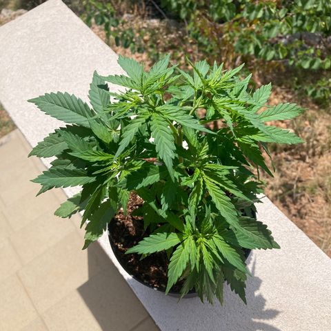 Moby Dick growlog timeline photo