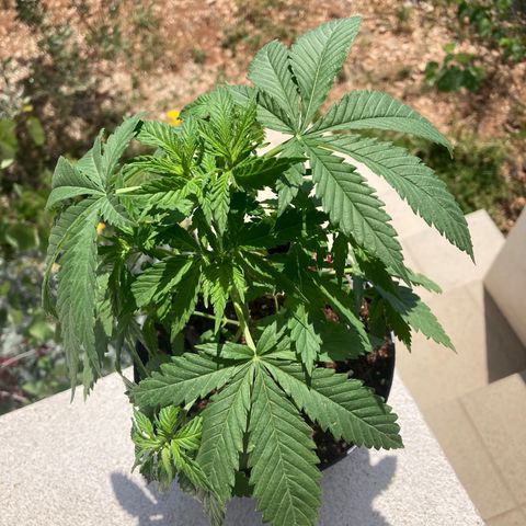 Mr. California Pearl growlog timeline photo