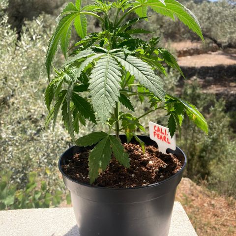 Mr. California Pearl growlog timeline photo