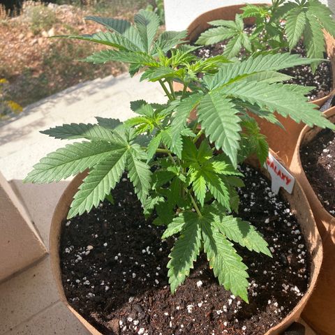 Galaxy growlog photo: Moved to 25 liter pot.  Gave 3g Microboom in 8 liters of water after transplant - approx 1 liter.  Trimmed lower fan leaves.