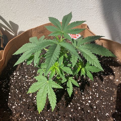 Critical x Somango growlog photo: Moved to 15 gallon (45 liter +) pot.  Gave 3g Microboom in 8 liters water - approx 2 liters.
Trimmed off lower fan leaves.