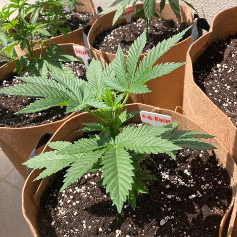 OG Kush growlog photo: Moved to 20 liter pot.  Mixed 3g of Microboom with 8 liters water - gave approx 1 liter after transplant.
Trimmed off lower fan leaves.