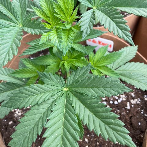 OG Kush growlog photo: Day after transplant!