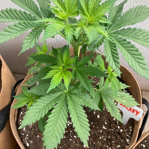 Galaxy growlog photo: Day after transplant