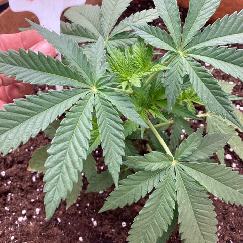 Critical x Somango growlog photo: Day after transplant 