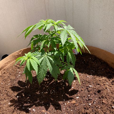 Mr. California Pearl growlog photo: A bit sad just after transplant into 15 gallon pot using Canna Terra Professional.  Mixed up 3g Micro boom into 8 liters water - gave approx 1 liter.