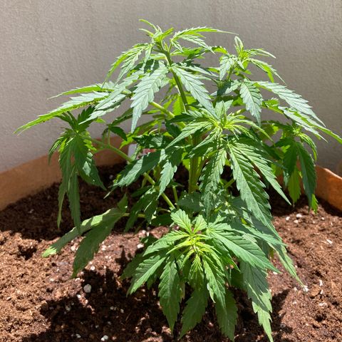 Moby Dick growlog photo: Adjusting after transplant into 15 gallon pot using Terra Canna Professional.  Mixed up 3g Micro Boom into 8 liters water and gave approx 1 liter.