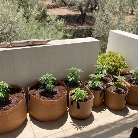 Critical x Somango growlog photo: All transplanted and in their permanent outdoor home on terrace.