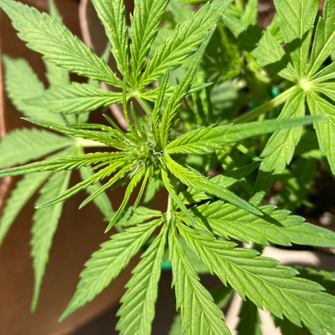 Girl Scout Cookies Auto growlog photo: She’s got flowers 😻
