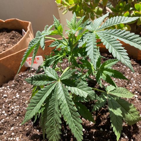 Critical x Somango growlog photo: Not too happy