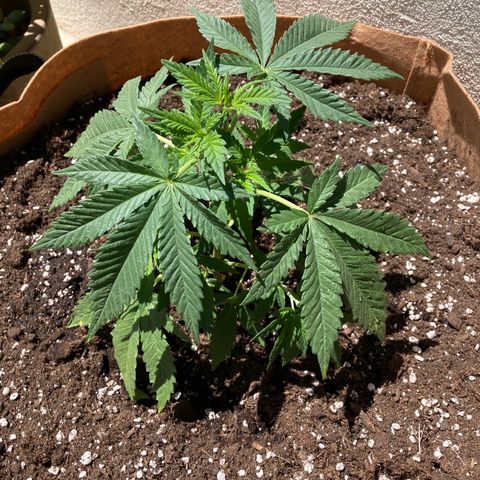 Critical x Somango growlog photo: Not too happy