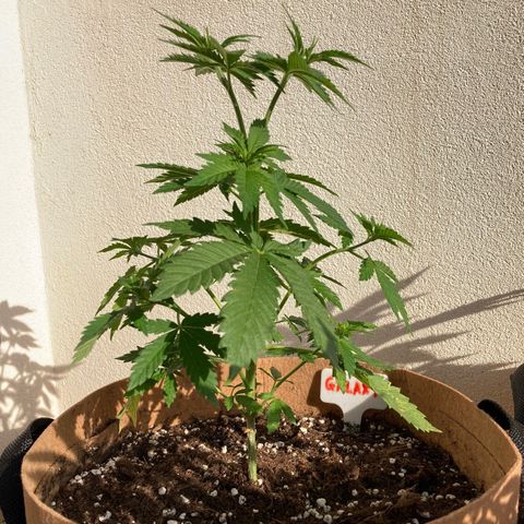 Galaxy growlog timeline photo