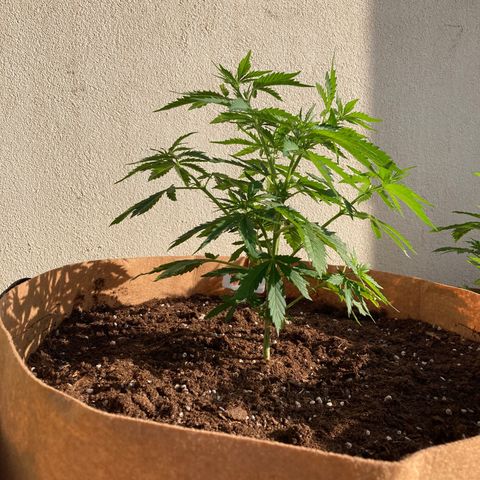 Moby Dick growlog timeline photo