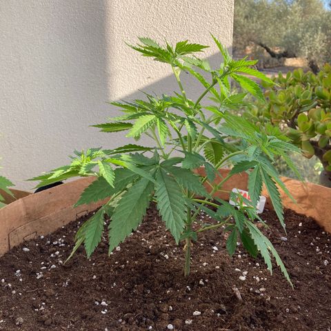 Mr. California Pearl growlog timeline photo