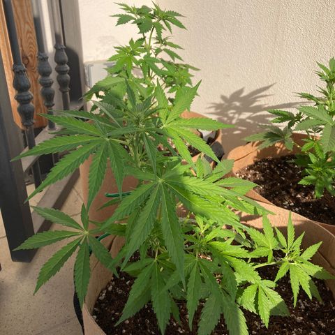 Girl Scout Cookies Auto growlog timeline photo