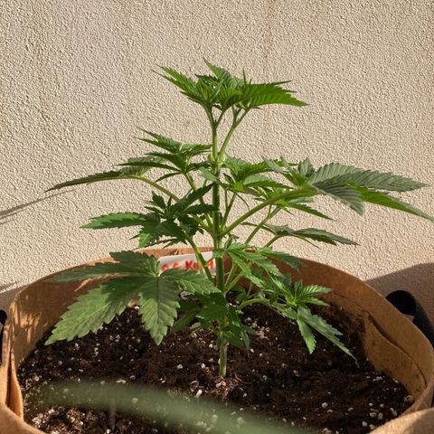 OG Kush growlog timeline photo