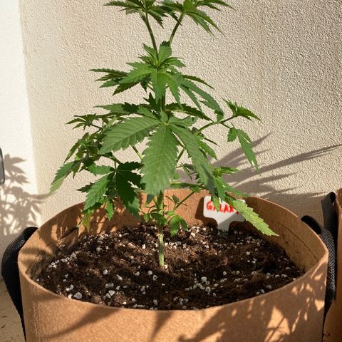 Galaxy growlog timeline photo