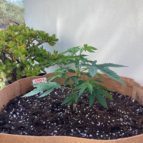 Critical x Somango growlog timeline photo
