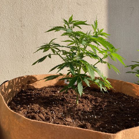 Moby Dick growlog timeline photo
