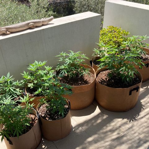 Critical x Somango growlog photo: Put on good growth in last week