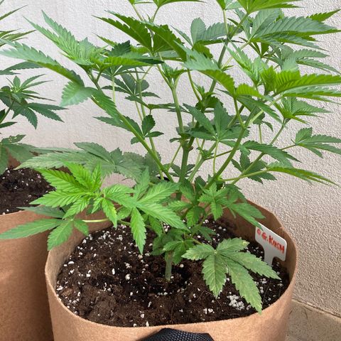 OG Kush growlog timeline photo