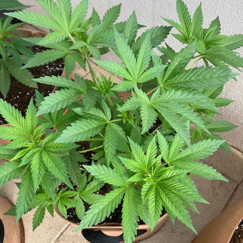 OG Kush growlog timeline photo