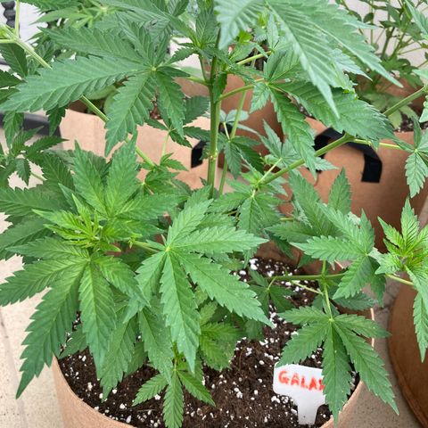 Galaxy growlog timeline photo