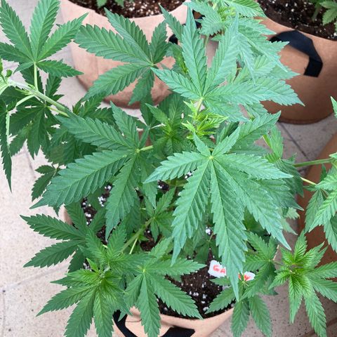 Galaxy growlog timeline photo
