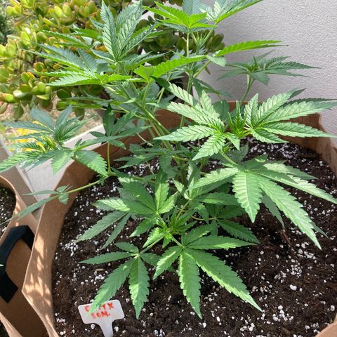 Critical x Somango growlog timeline photo