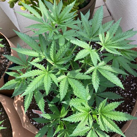Critical x Somango growlog timeline photo