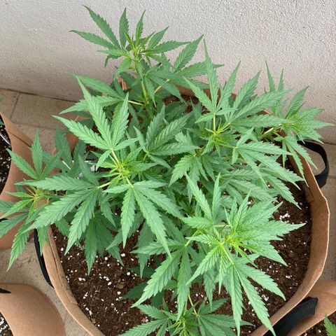 Moby Dick growlog timeline photo