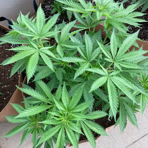 Mr. California Pearl growlog timeline photo