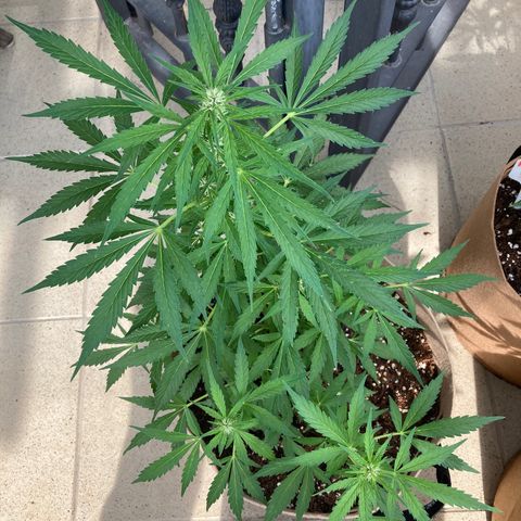 Girl Scout Cookies Auto growlog timeline photo