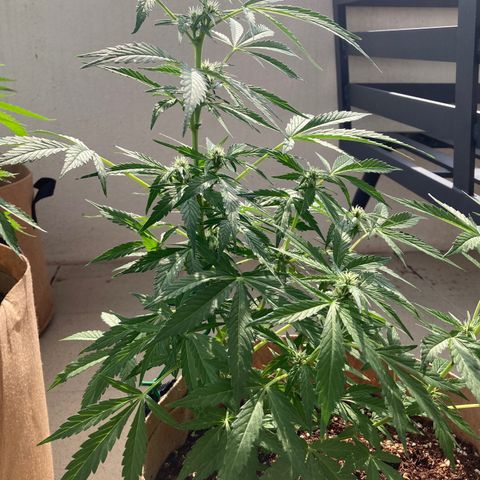 Girl Scout Cookies Auto growlog timeline photo