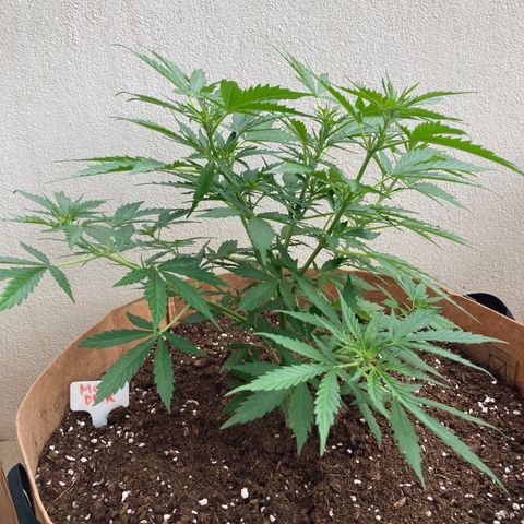 Moby Dick growlog timeline photo